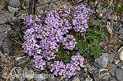 Kriechendes Täschelkraut (Thlaspi rotundifolium) (F183333)