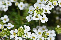 Pritzelago alpina (F183334)