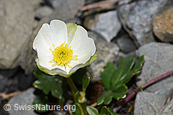 Alpen-Hahnenfuss (Ranunculus alpestris) (F183343) Alpen-Hahnenfuss (Ranunculus alpestris) (F183343)