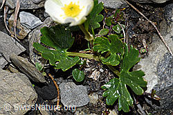 Alpen-Hahnenfuss (Ranunculus alpestris) (F183344) Alpen-Hahnenfuss (Ranunculus alpestris) (F183344)