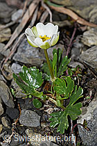 Alpen-Hahnenfuss (Ranunculus alpestris) (F183346) Alpen-Hahnenfuss (Ranunculus alpestris) (F183346)