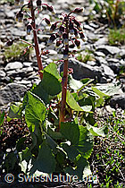 Alpen-Pestwurz (Petasites paradoxus) (06.2021, F183349)