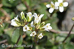 Alpen-Gänsekresse (Arabis alpina) (F183350) Alpen-Gänsekresse (Arabis alpina) (F183350)