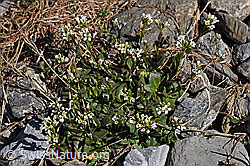 Alpen-Gänsekresse (Arabis alpina) (F183355) Alpen-Gänsekresse (Arabis alpina) (F183355)