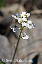Pritzelago alpina (F183356)