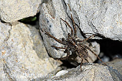 Magerrasen-Laufwolf (Pardosa monticola) (F183362) Magerrasen-Laufwolf (Pardosa monticola) (F183362)