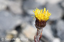 Tussilago farfara (F183364)