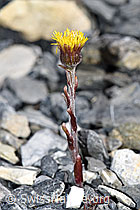 Tussilago farfara (F183365)