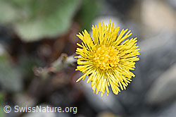 Huflattich (Tussilago farfara) (06.2021, F183366)