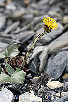 Tussilago farfara (F183367)