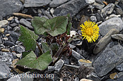 Huflattich (Tussilago farfara) (06.2021, F183370)