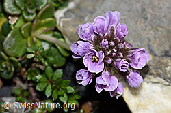 Kriechendes Täschelkraut (Thlaspi rotundifolium) (F183376)