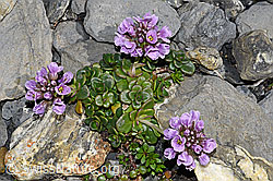Kriechendes Täschelkraut (Thlaspi rotundifolium) (F183378)