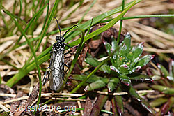 Schwarze Getreideblattwespe (Dolerus nitens) (06.2021, F183385)