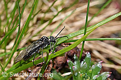 Dolerus nitens (F183386)