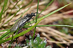 Schwarze Getreideblattwespe (Dolerus nitens) (06.2021, F183387)
