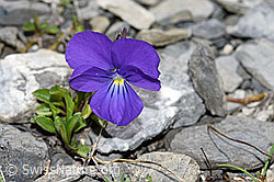 Langsporniges Stiefmütterchen (Viola calcarata) (06.2021, F183413)