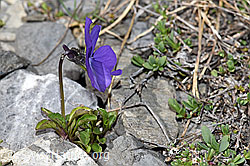 Langsporniges Stiefmütterchen (Viola calcarata) (06.2021, F183415)