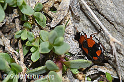 Kleinkreuz-Prunkläufer (Lebia cruxminor) (F183420) Kleinkreuz-Prunkläufer (Lebia cruxminor) (F183420)
