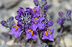 Linaria alpina (F183440)
