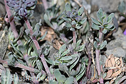Linaria alpina (F183441)