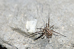 Gemeiner Gebirgsweberknecht (Mitopus morio) (F183448) Gemeiner Gebirgsweberknecht (Mitopus morio) (F183448)