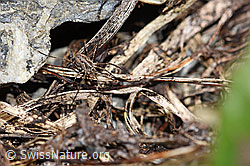 Gemeiner Gebirgsweberknecht (Mitopus morio) (F183451) Gemeiner Gebirgsweberknecht (Mitopus morio) (F183451)