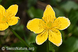 Sumpf-Dotterblume (Caltha palustris) (F183452) Sumpf-Dotterblume (Caltha palustris) (F183452)