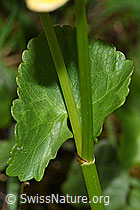 Sumpf-Dotterblume (Caltha palustris) (F183453) Sumpf-Dotterblume (Caltha palustris) (F183453)