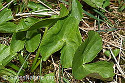Sumpf-Dotterblume (Caltha palustris) (F183454) Sumpf-Dotterblume (Caltha palustris) (F183454)