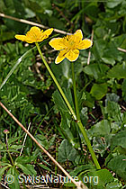 Sumpf-Dotterblume (Caltha palustris) (F183455) Sumpf-Dotterblume (Caltha palustris) (F183455)