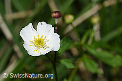 Eisenhutblättriger Hahnenfuss (Ranunculus aconitifolius) (F183458) Eisenhutblättriger Hahnenfuss (Ranunculus aconitifolius) (F183458)