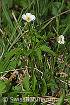 Eisenhutblättriger Hahnenfuss (Ranunculus aconitifolius) (F183460) Eisenhutblättriger Hahnenfuss (Ranunculus aconitifolius) (F183460)