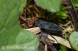 Rothalsige Silphe (Oiceoptoma thoracicum) (06.2021, F183464)
