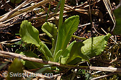 Mehl-Primel (Primula farinosa) (F183479) Mehl-Primel (Primula farinosa) (F183479)