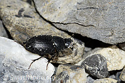 Grosser Dungkäfer (Aphodius fossor) (06.2021, F183494)