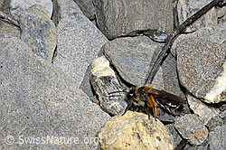Rotbeinige Rippensandbiene (Andrena tibialis) (F183495)