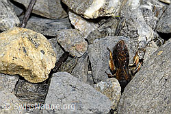 Rotbeinige Rippensandbiene (Andrena tibialis) (F183496)
