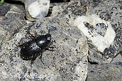 Aphodius fossor (F183499)