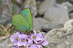 Brombeer-Zipfelfalter (Callophrys rubi) auf Kriechendem Täschelkraut (Thlaspi rotundifolium)