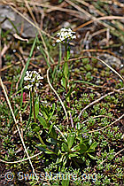 Bach-Gänsekresse (Arabis subcoriacea) (F183528) Bach-Gänsekresse (Arabis subcoriacea) (F183528)