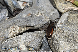 Sand-Blutbiene (Sphecodes pellucidus) (F183530) Sand-Blutbiene (Sphecodes pellucidus) (F183530)