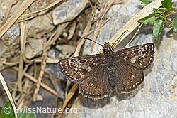Dunkler Dickkopffalter (Erynnis tages) (F183565) Dunkler Dickkopffalter (Erynnis tages) (F183565)