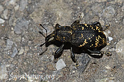 Foto: Grosser Brauner Rüsselkäfer (Hylobius abietis)