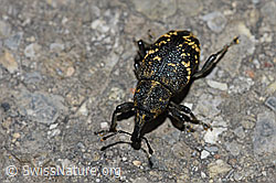 Foto: Grosser Brauner Rüsselkäfer (Hylobius abietis)