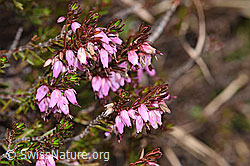 Erika (Erica carnea) (19.06.2021, F183579)