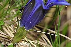 Kochscher Enzian (Gentiana acualis) (F183583) Kochscher Enzian (Gentiana acualis) (F183583)