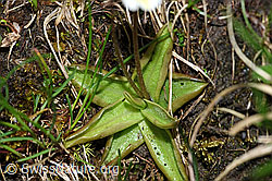 Pinguicula alpina (F183586)