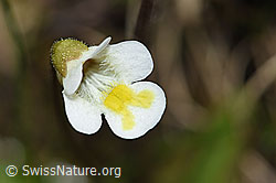 Alpen-Fettblatt (Pinguicula alpina) (19.06.2021, F183588)