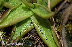 Pinguicula alpina (F183589)
